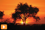 South Africa Thumb